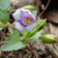Torenia crustacea (L.) Cham. & Schltdl.